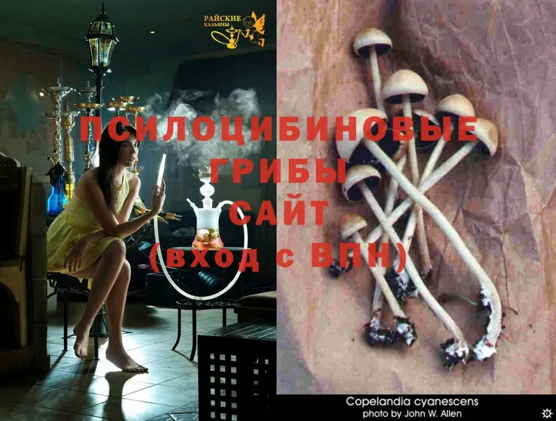 блэк спрут онион  Евпатория  Галлюциногенные грибы Psilocybine cubensis 